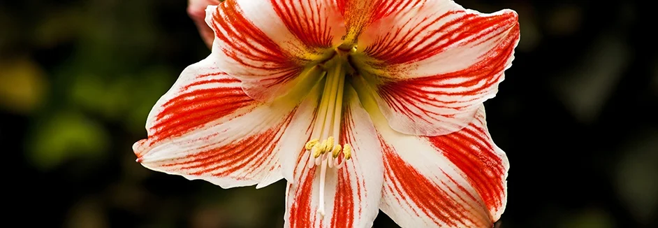 Rote und weiße Lilie